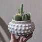 サボテン寄せ植え「小さな砂漠」｜白い陶器鉢 一点もの観葉植物