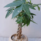 実生編込みパキラ｜ベージュ陶器鉢｜幸運の木 Money Tree 観葉植物【GORI STORE TOKYO】