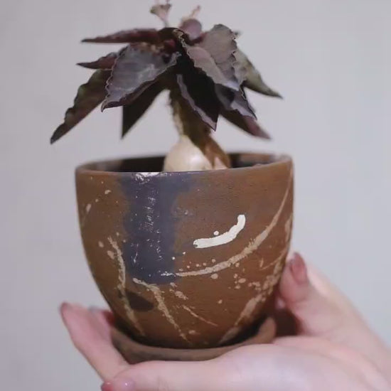 ユーフォルビア・フランコイシー 茶色の陶器鉢 手に持って回した動画 GORI STORE TOKYO