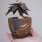 ユーフォルビア・フランコイシー 茶色の陶器鉢 手に持って回した動画 GORI STORE TOKYO