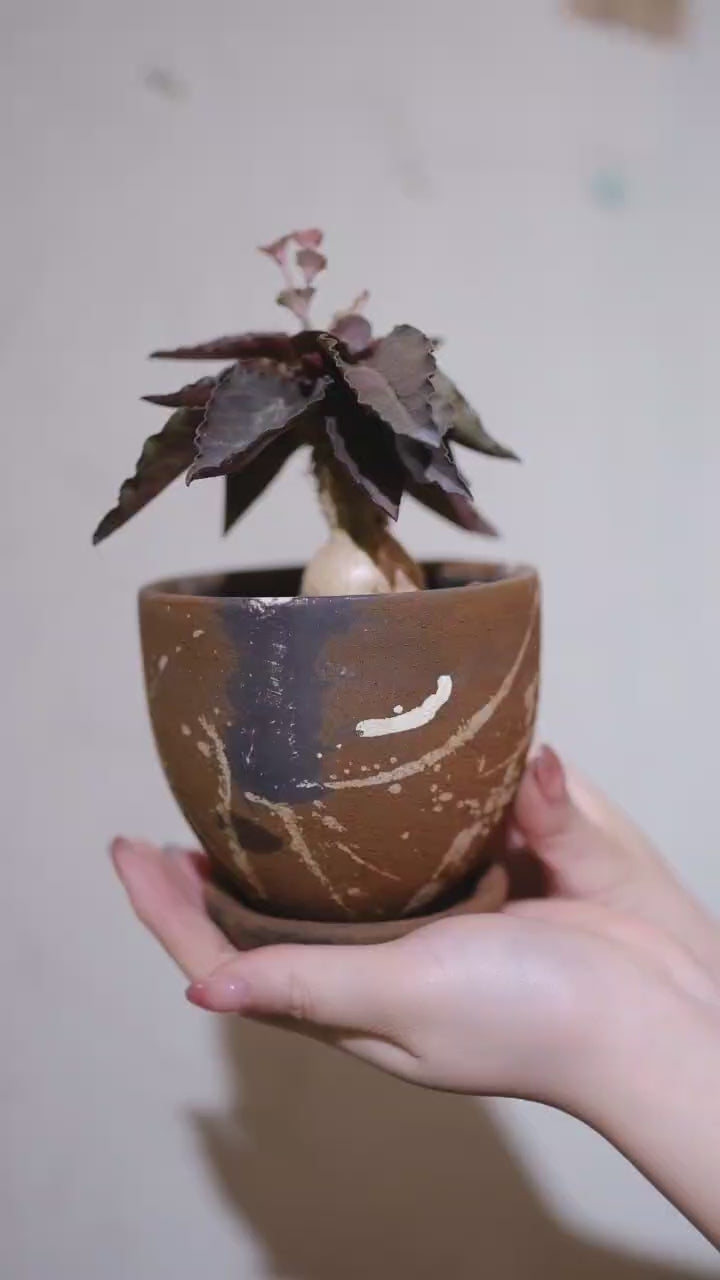 ユーフォルビア・フランコイシー 茶色の陶器鉢 手に持って回した動画 GORI STORE TOKYO