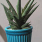 サンスベリア ロックマン ドワーフ｜Sansevieria Rockman レア観葉植物 陶器鉢（ブルー）