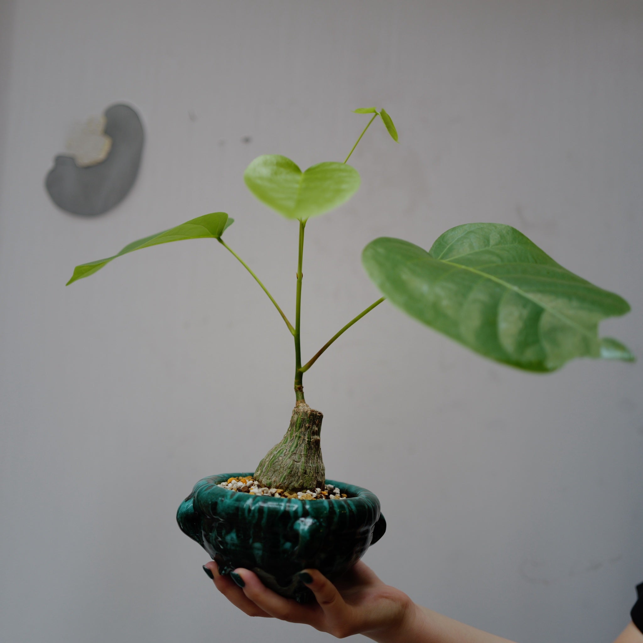 プセウドボンバックス・エリプティクム 塊根植物コーデックス 一点物