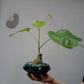 プセウドボンバックス・エリプティクム 塊根植物コーデックス 全体姿 グリーンのチュニジアンポット植え