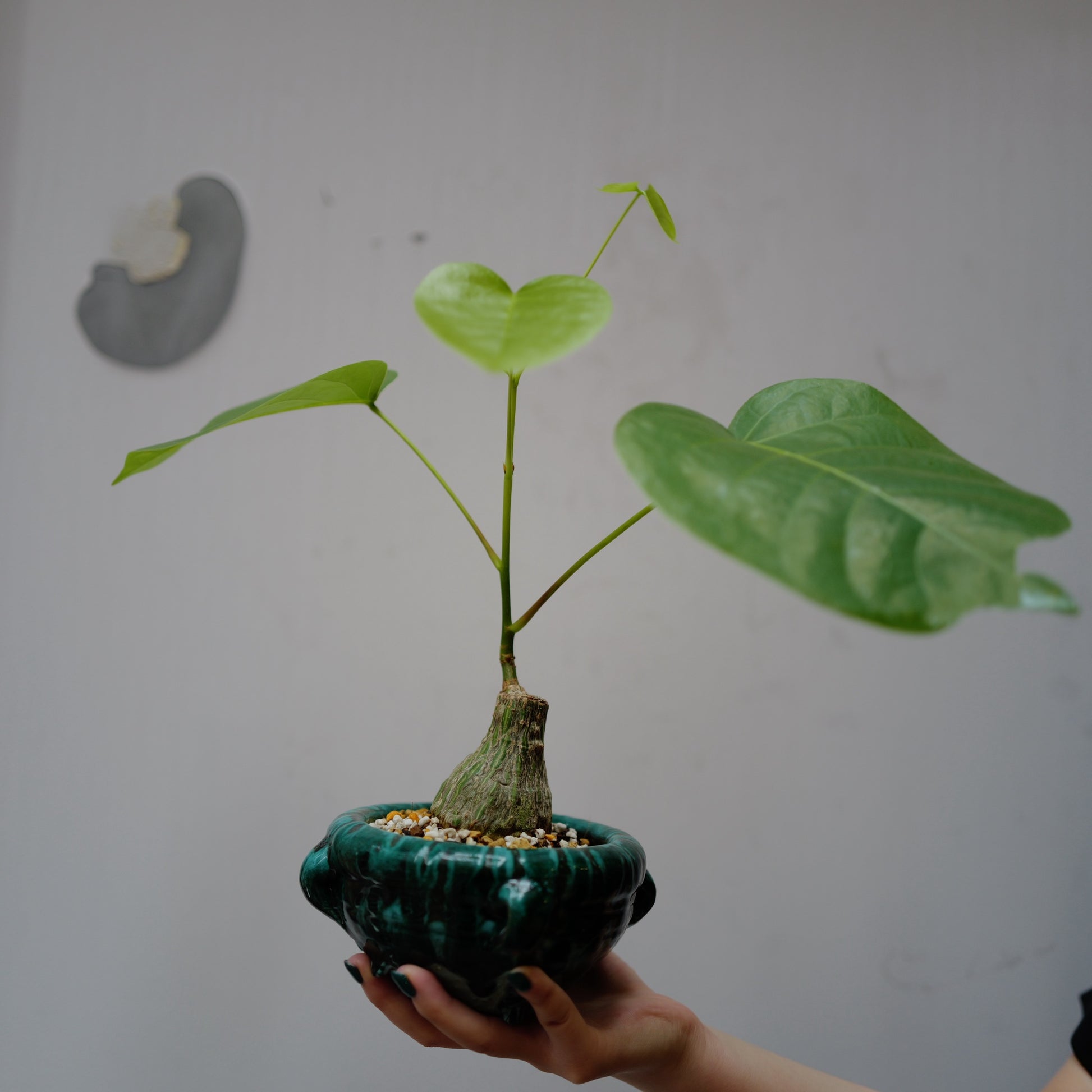 プセウドボンバックス・エリプティクム 塊根植物コーデックス 全体姿 グリーンのチュニジアンポット植え