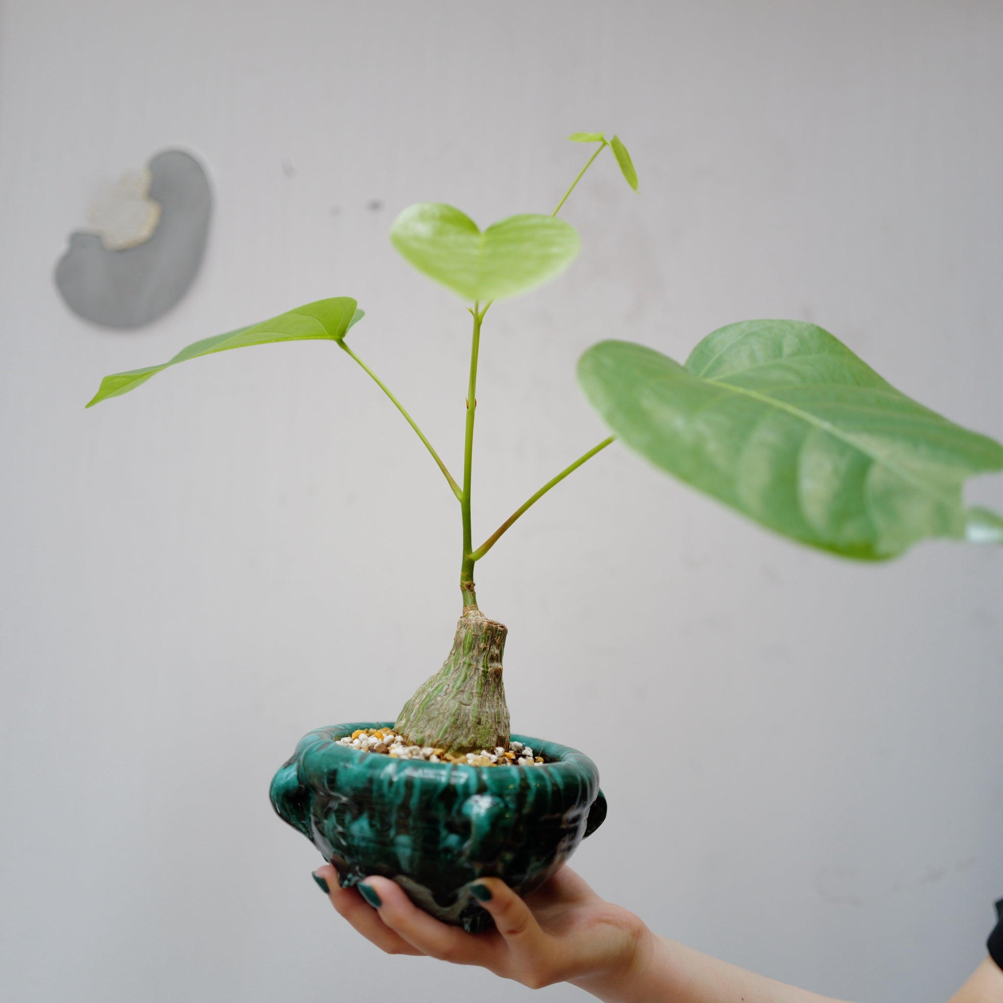 プセウドボンバックス・エリプティクム 塊根植物コーデックス 一点物