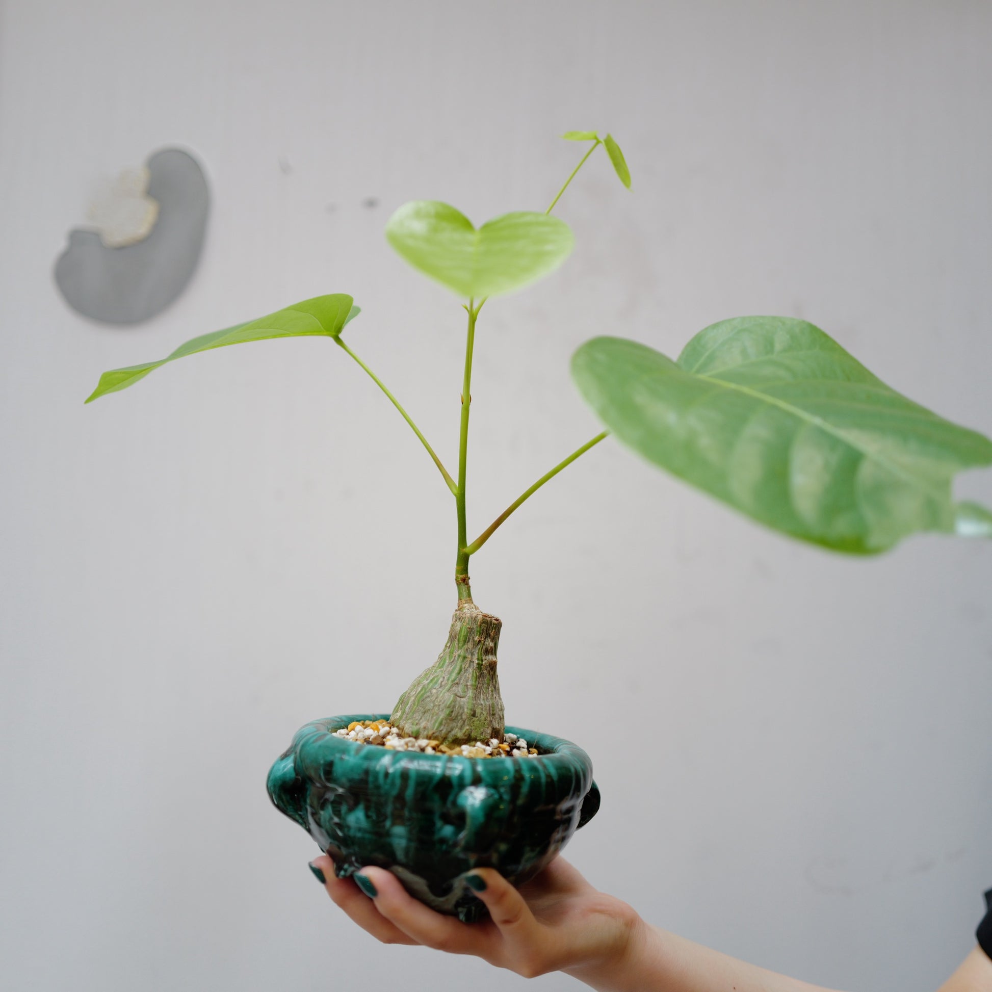 プセウドボンバックス・エリプティクム ハート形の葉と全体姿 塊根植物コーデックス