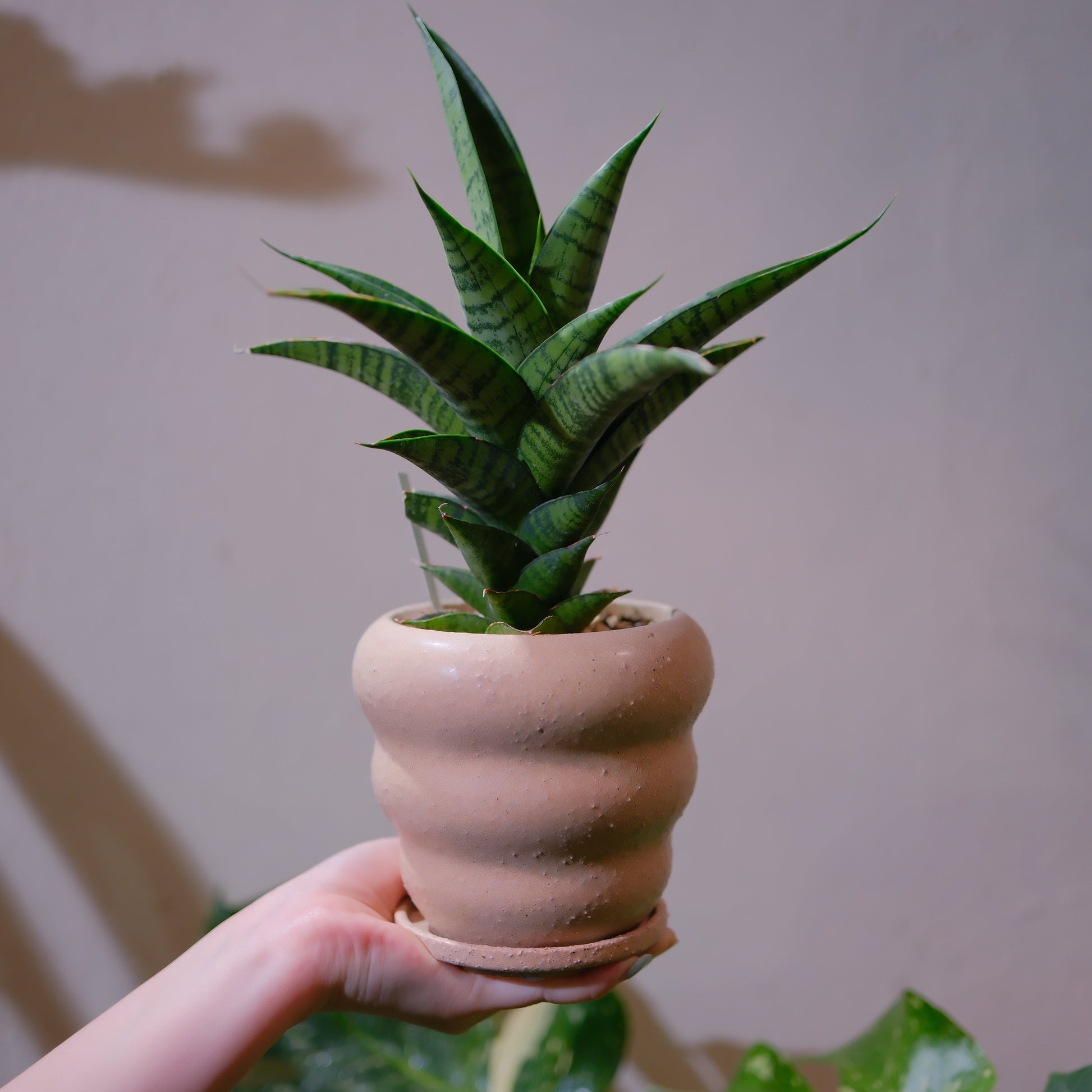 サンスベリア・ピアノ｜希少レア観葉植物｜ピンクベージュ陶器鉢の全体姿｜GORI STORE TOKYO