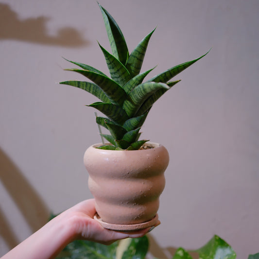 サンスベリア・ピアノ｜希少レア観葉植物｜ピンクベージュ陶器鉢の全体姿｜GORI STORE TOKYO