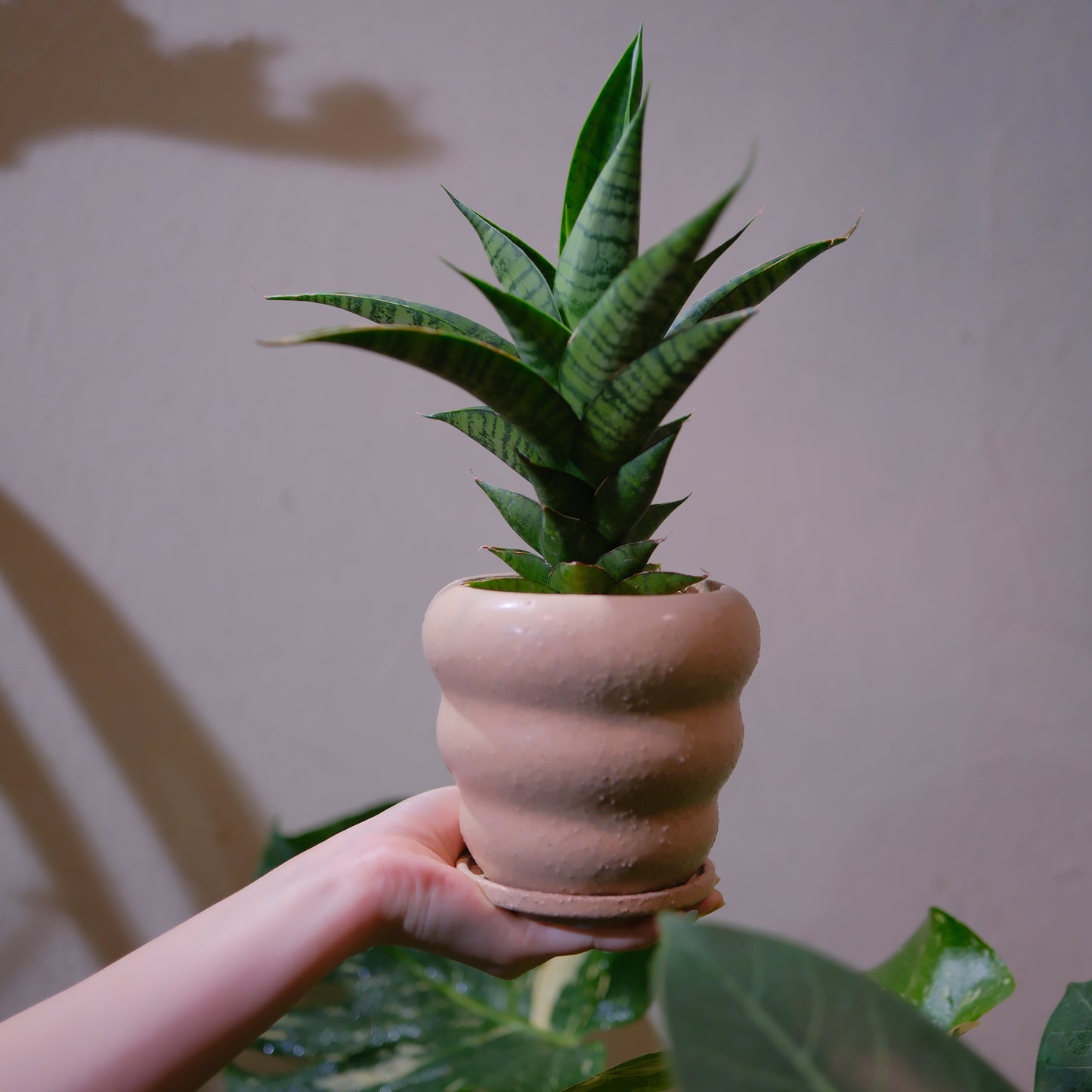 サンスベリア・ピアノの株姿｜肉厚で横縞模様の葉が美しい観葉植物｜GORI STORE TOKYO（2）