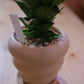 サンスベリア・ピアノの鉢元ディテール｜化粧砂と陶器鉢｜観葉植物｜GORI STORE TOKYO（5）