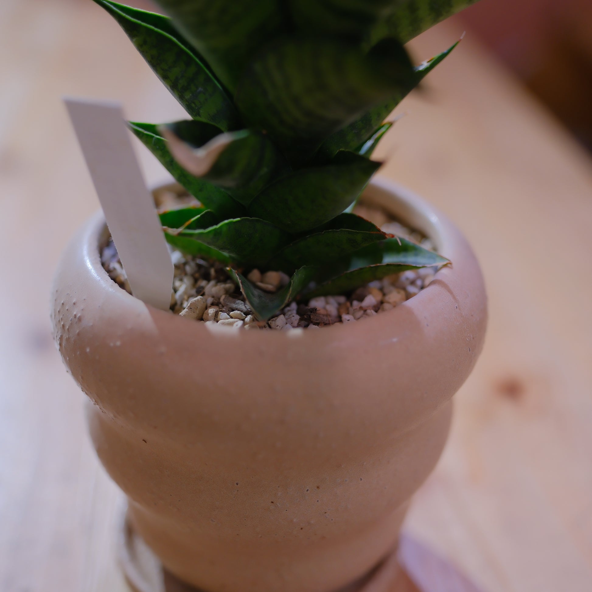 サンスベリア・ピアノの鉢元ディテール｜化粧砂と陶器鉢｜観葉植物｜GORI STORE TOKYO（5）