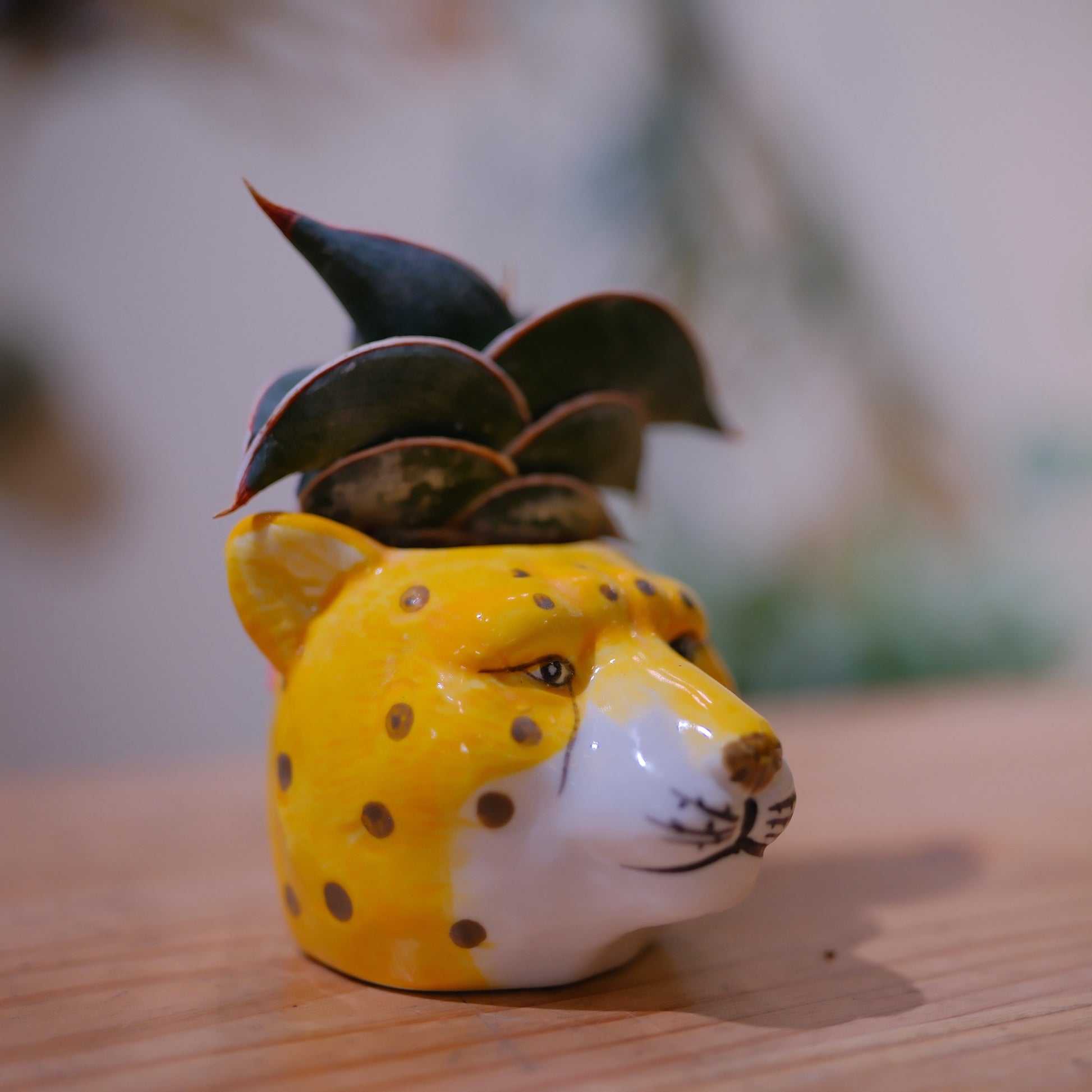 サンスベリア・ロリダ ヒョウ陶器鉢 横顔 シュールな表情の器 GORI STORE TOKYO