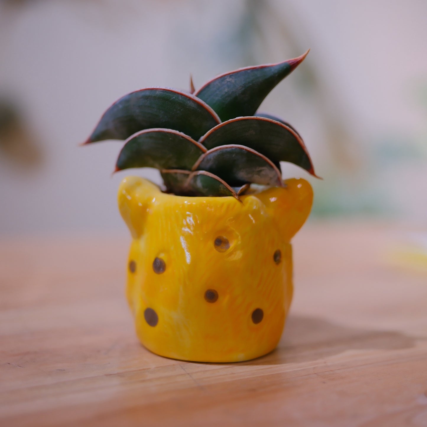 サンスベリア・ロリダ ヒョウ陶器鉢を背面から 陶器の質感と耳 GORI STORE TOKYO