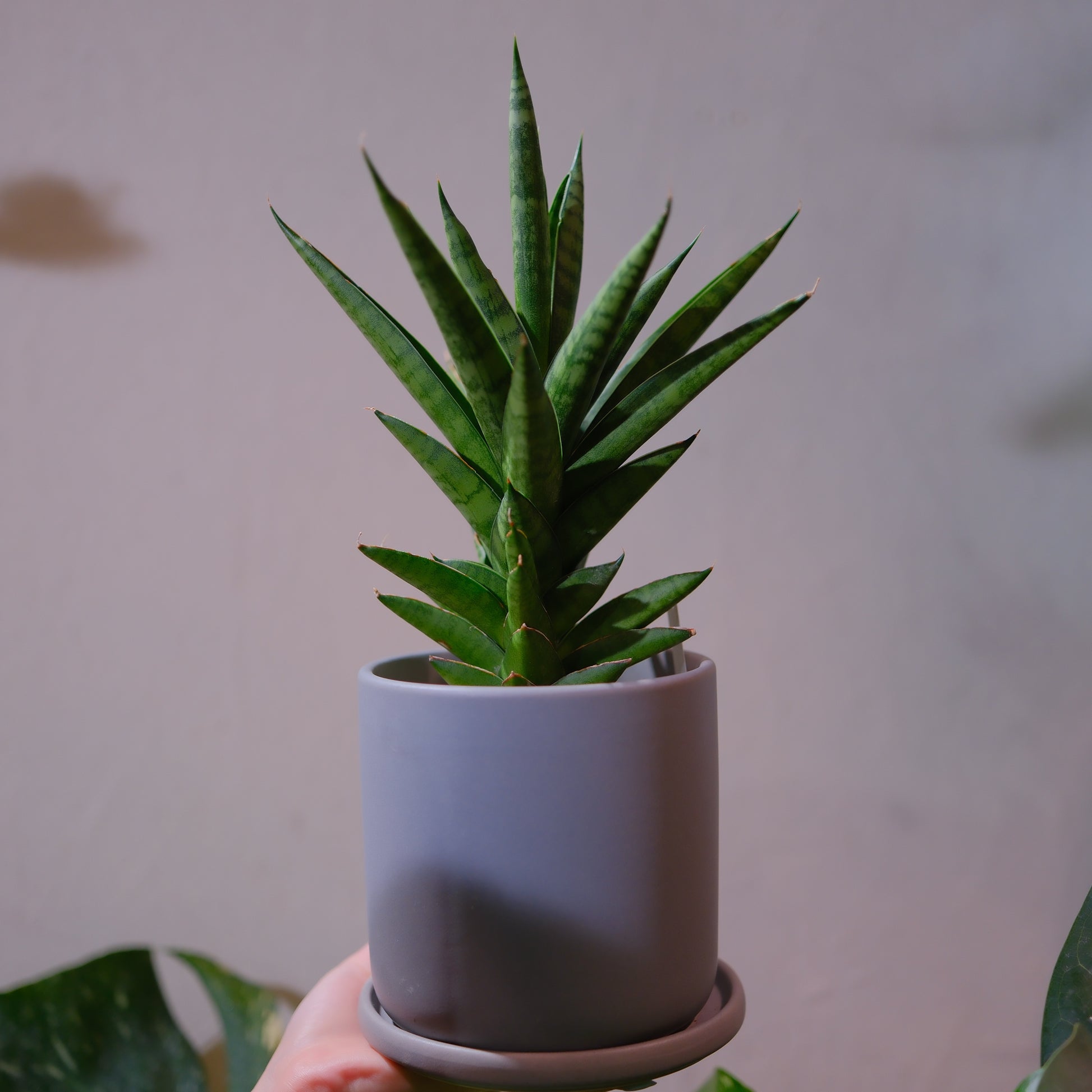 サンスベリア・シューター｜希少レア観葉植物｜グレー陶器鉢の全体姿｜GORI STORE TOKYO