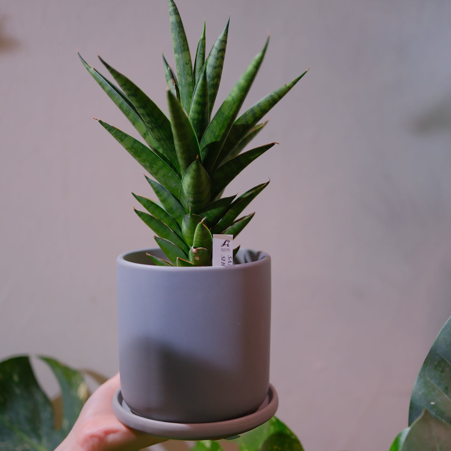 サンスベリア・シューターの株姿｜肉厚で横縞模様の葉が美しい観葉植物｜GORI STORE TOKYO（2）