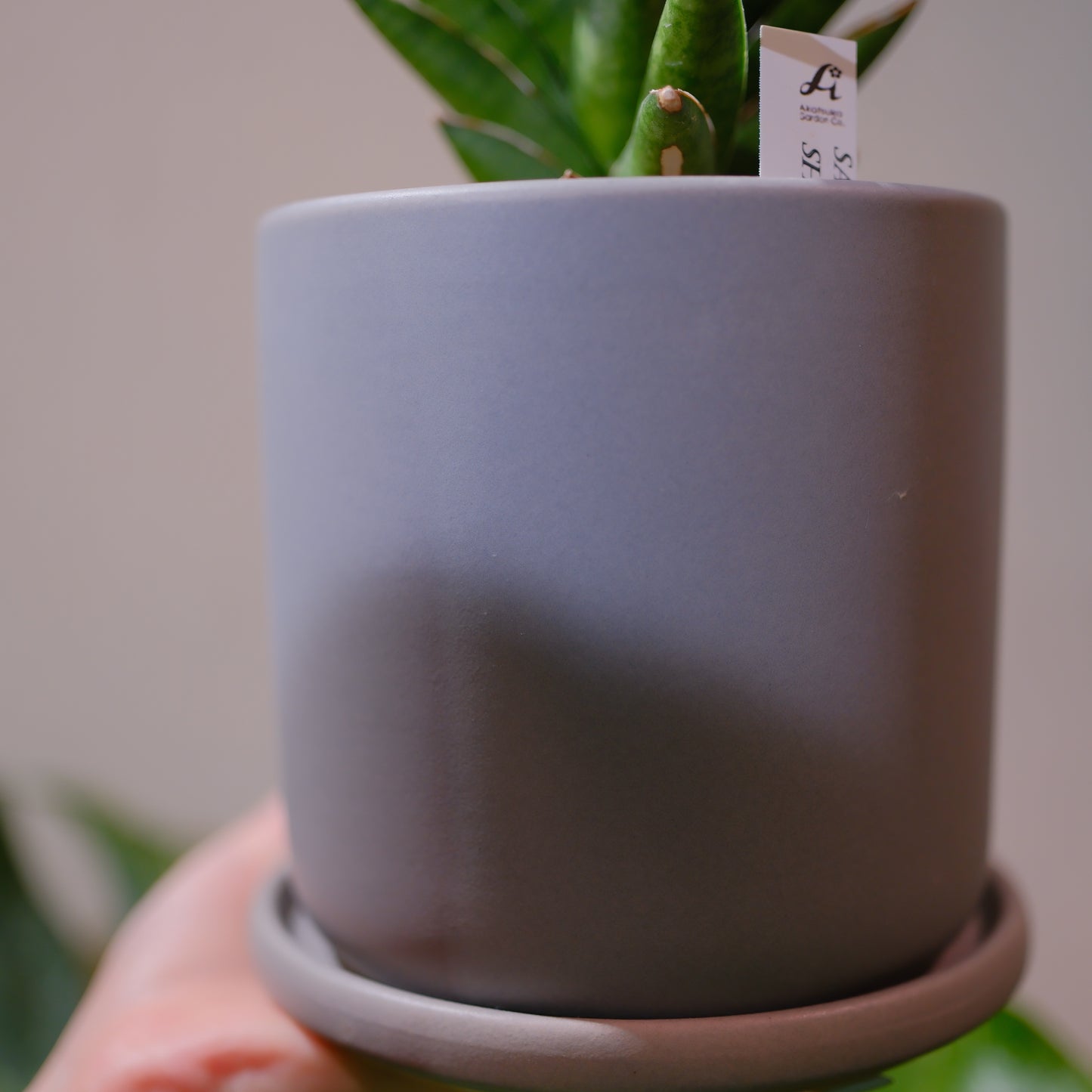サンスベリア・シューターのグレー陶器鉢｜穴あき・受け皿付き｜GORI STORE TOKYO（4）