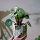 スイカペペロミア ペペロミア・サンデルシー 観葉植物 アンティーク陶器鉢植え 全体姿 GORI STORE TOKYO